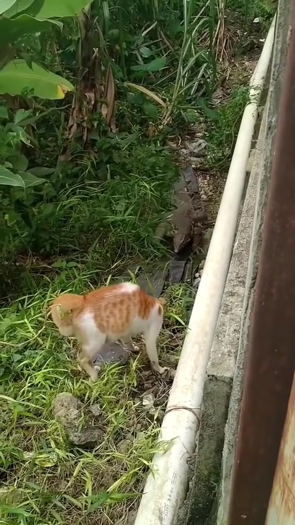 这个小猫是真打不过！