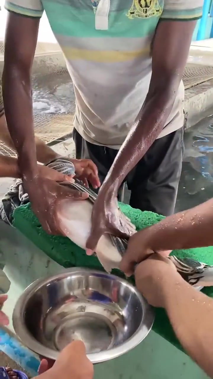 不懂就问！对着鱼一顿操作是在干嘛