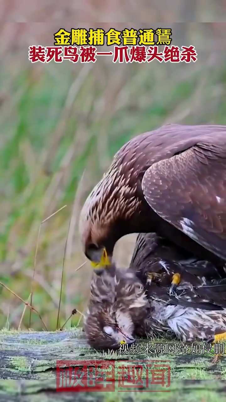 一爪爆头给抓醒了！装死都难逃被抓爆天灵盖！