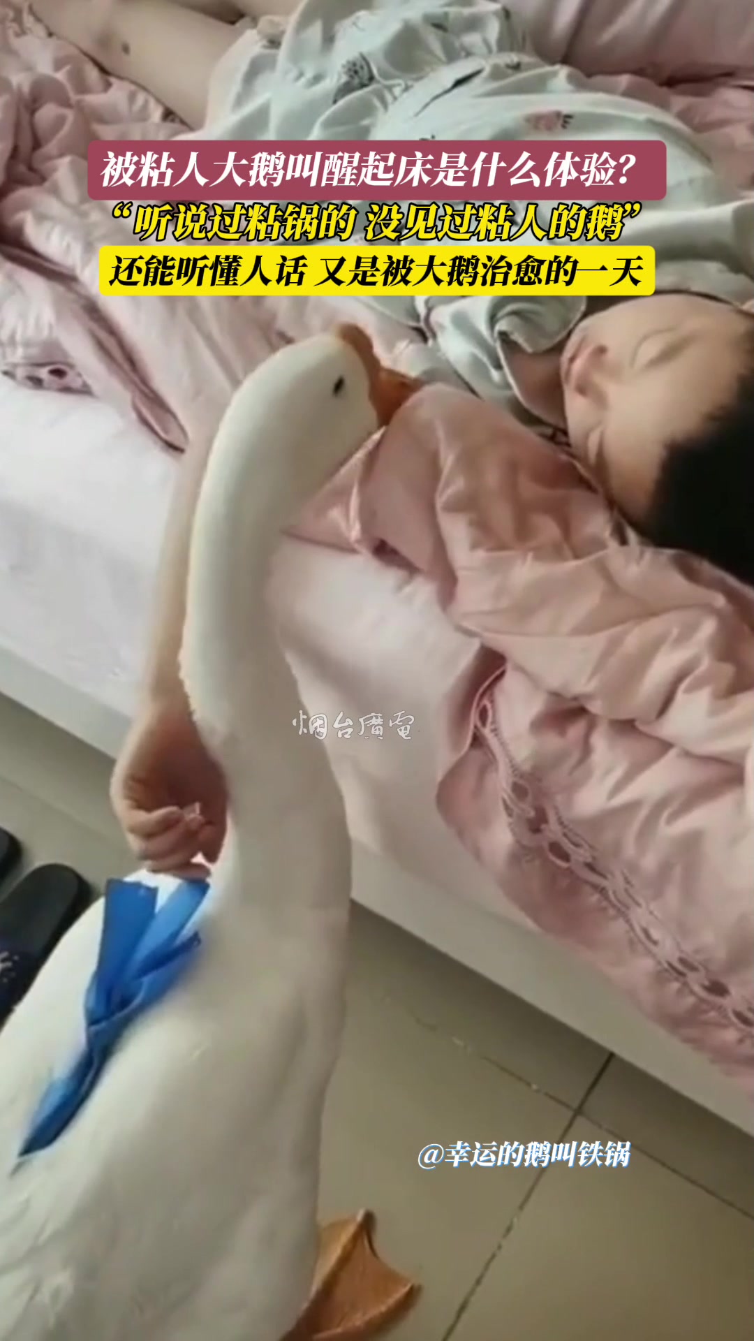 被黏人的大鹅叫起床是什么体验