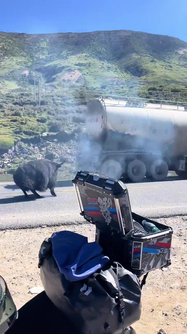 这牛要是撞到了，是谁赔谁啊