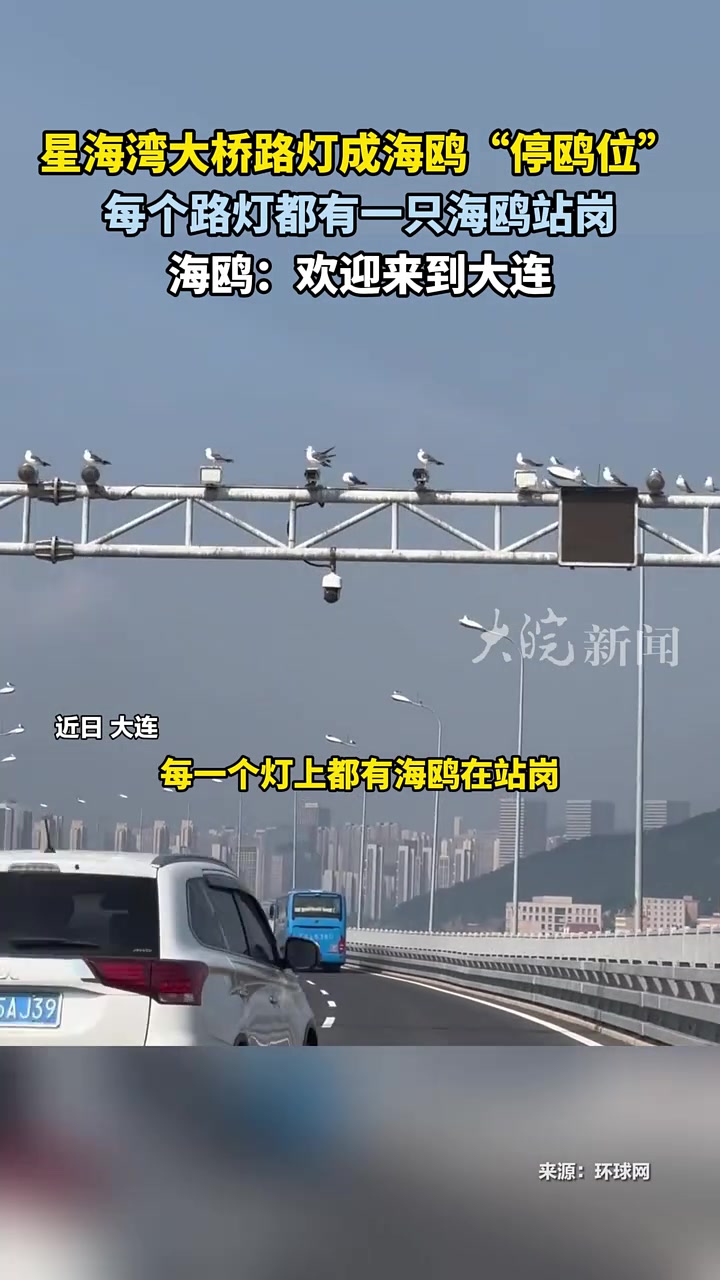大桥路灯成了“停鸥位”每个路灯都有海鸥站岗