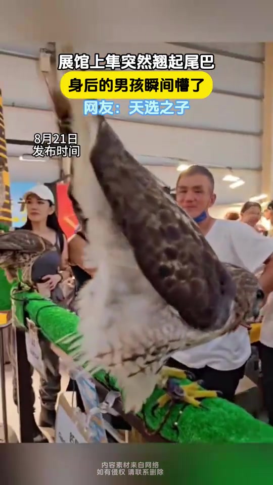 没事，屎来运转！展馆上隼突然翘起尾巴，身后的男孩眉头一皱！