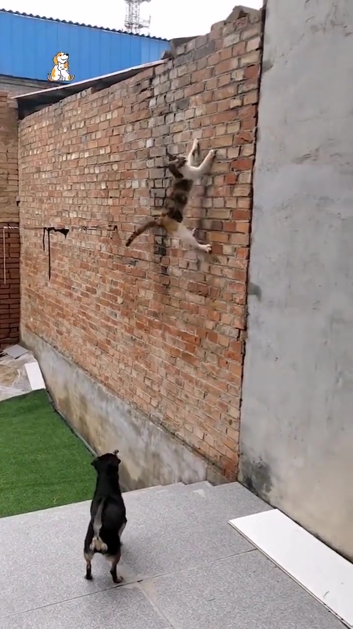 这狗给人家搞紧张了！狗：看把你能的