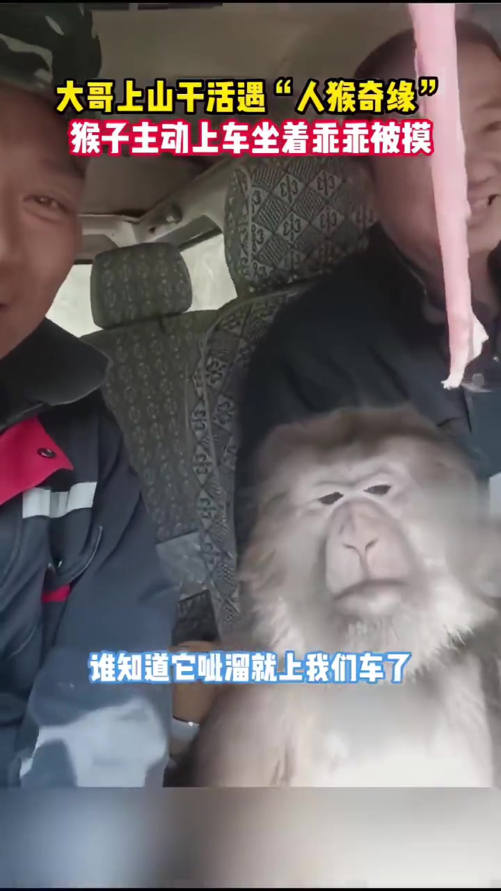 大哥上山干活，遇到“搭便车”的乖猴