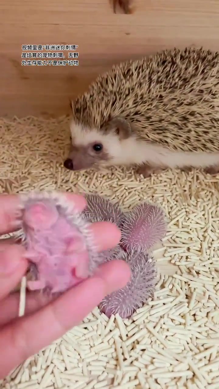 刚出生的刺猬像苍耳！
