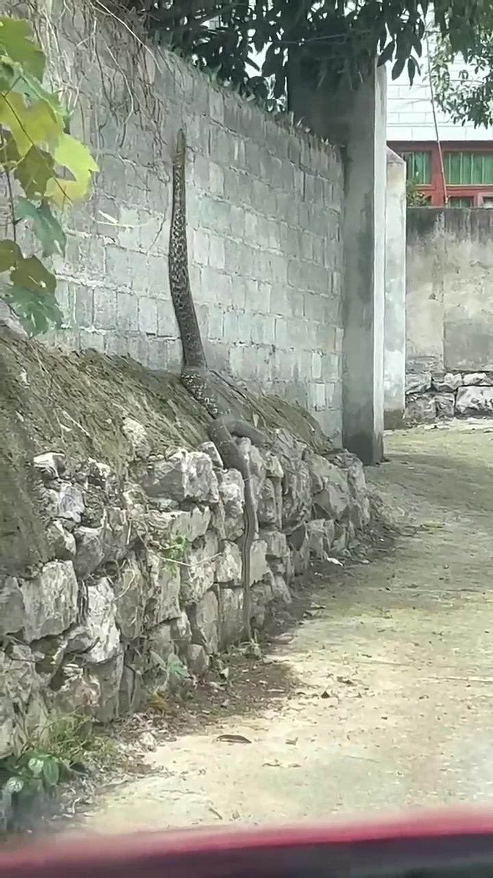 在老家生活，最怕的就是院里屋里会来“不速之客”