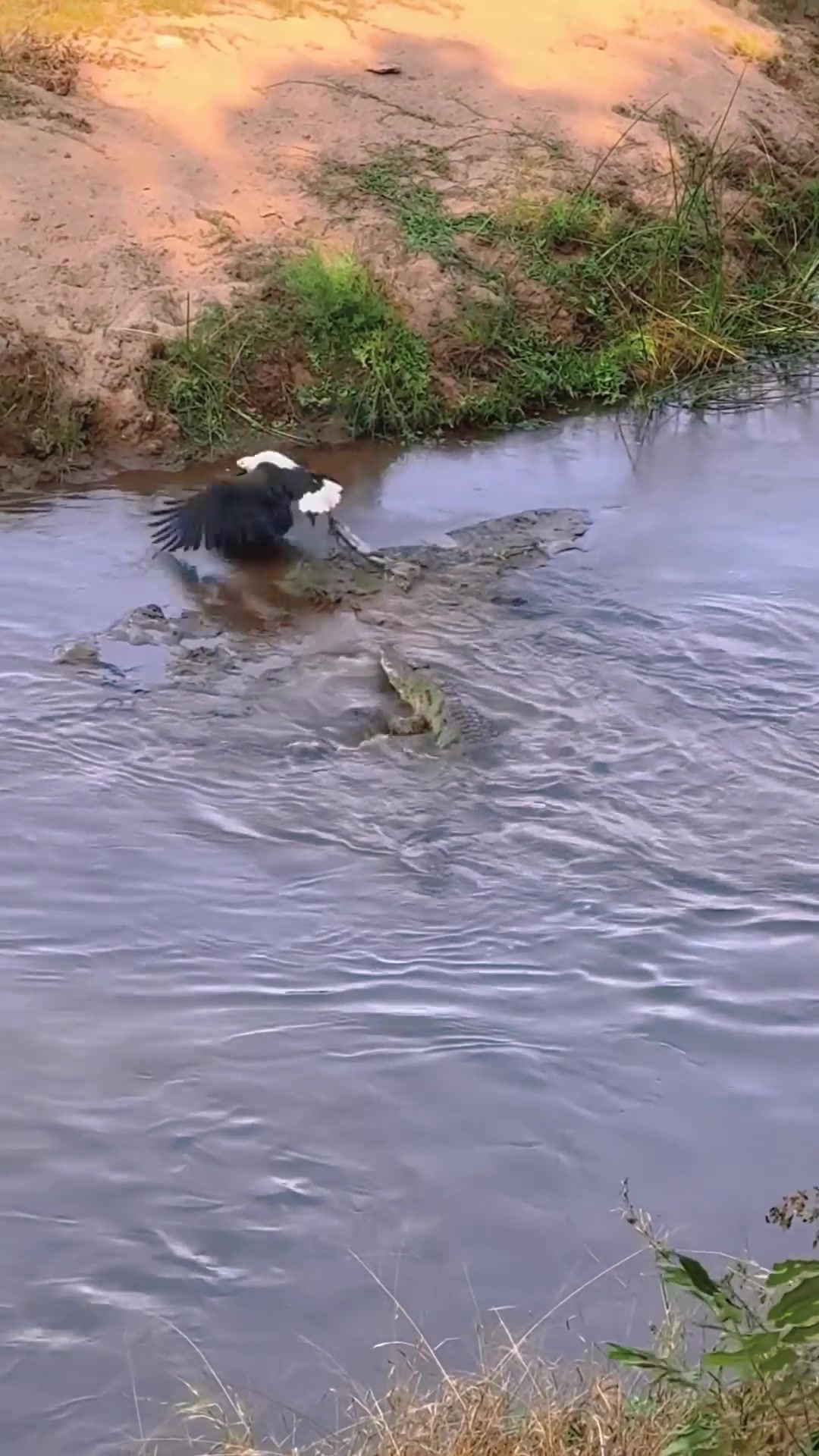 竟敢在鳄鱼嘴里抢食物！