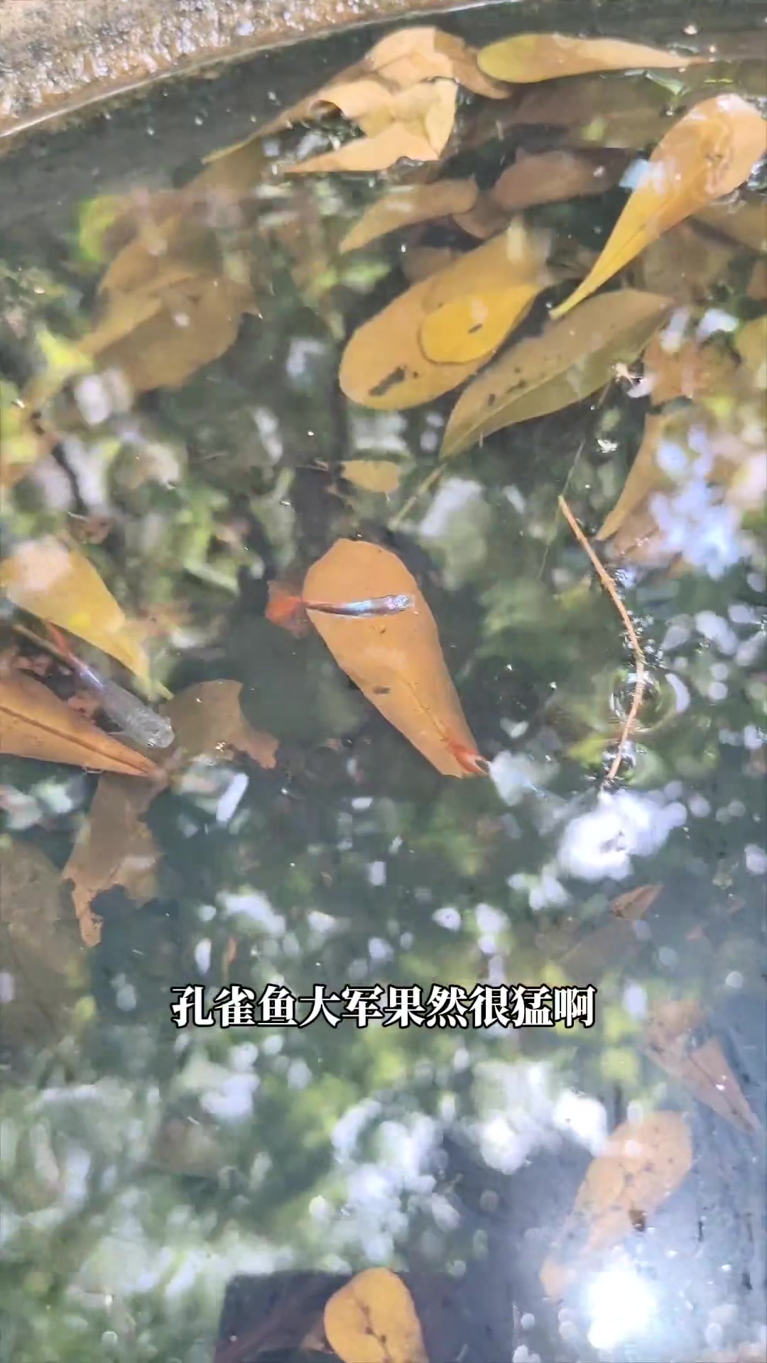 孔雀鱼大军大战孑孓，能活下来吗