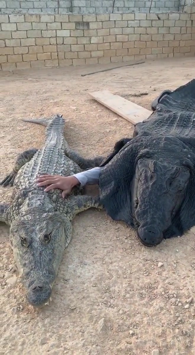 你这以鳄治鳄的手段是在是高啊！