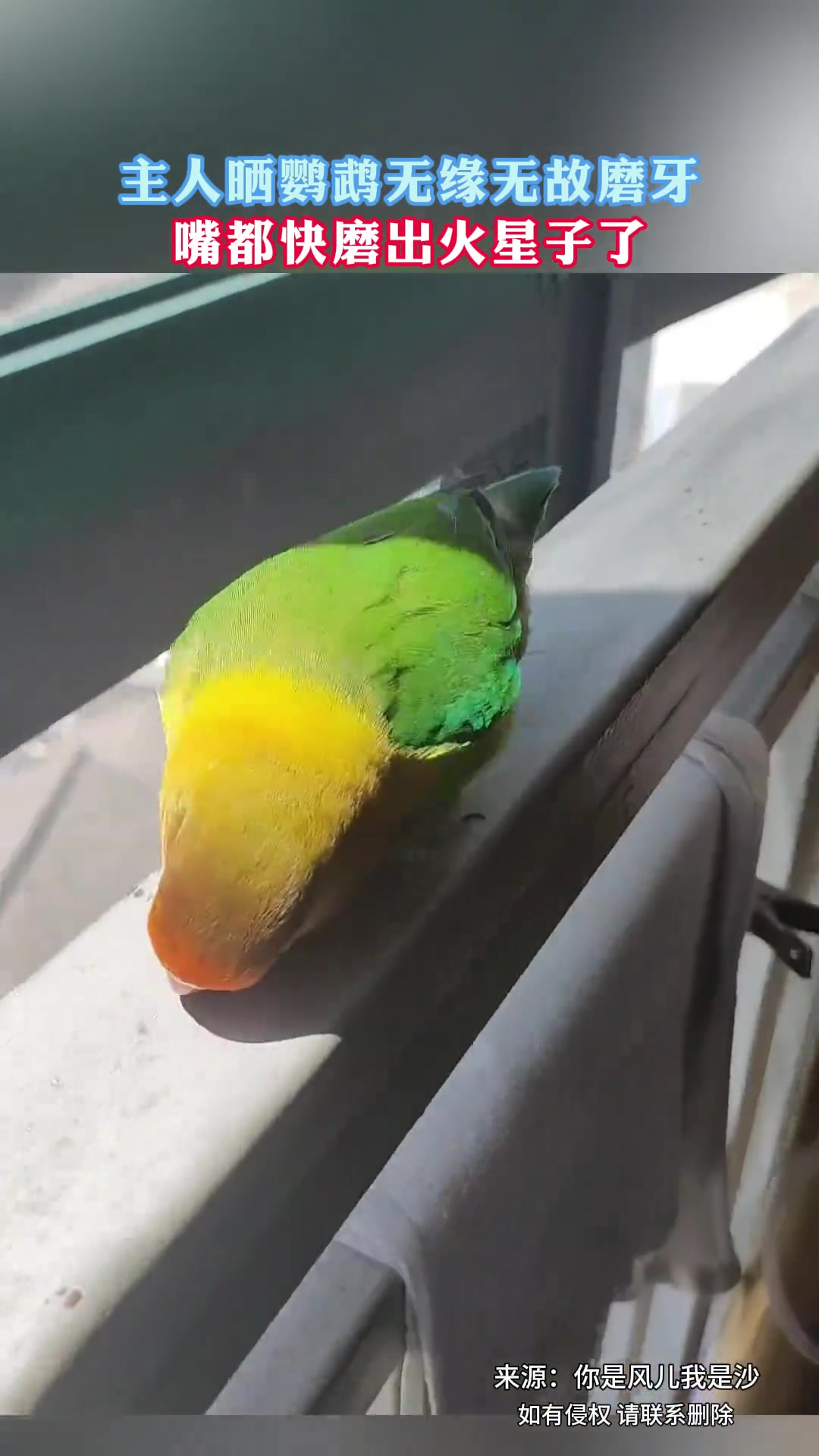 主人晒鹦鹉无缘无故磨牙