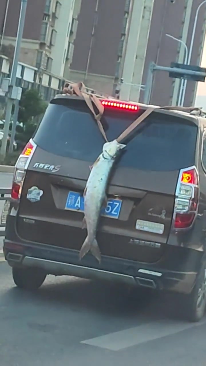 交警：你就不能装起来吗车主：已经装起来了！