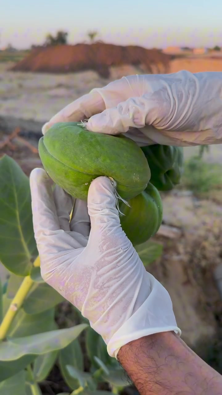 这个果子有多少人见过听说有毒！