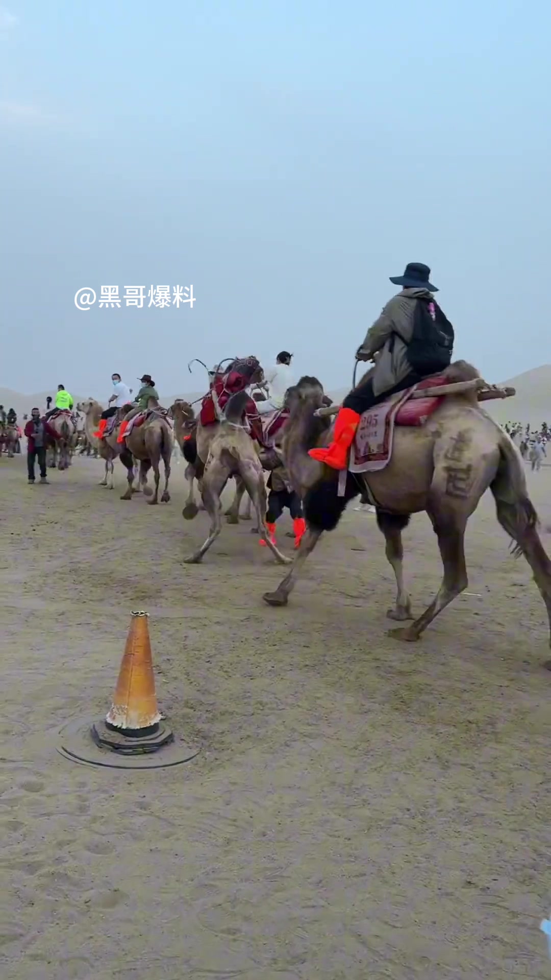 骆驼脾气也这么大吗！游客突然从骆驼上摔下来