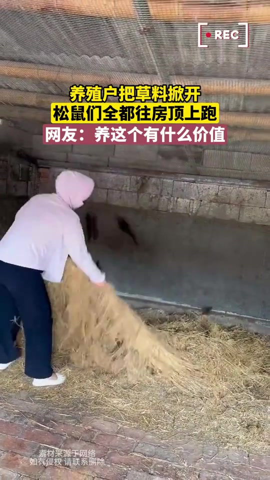 原来这一团是松鼠啊！我还以为是老鼠呢！养松鼠做什么呢