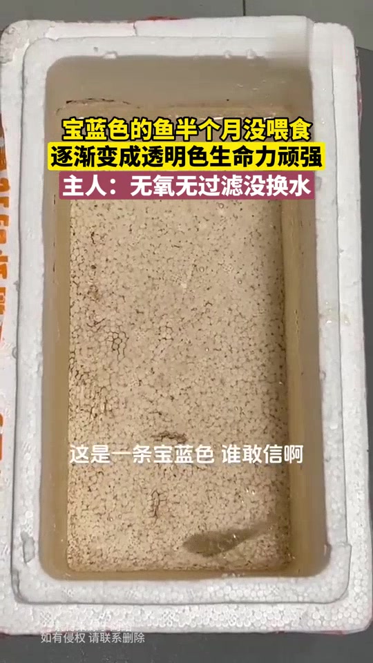 生命顽强！宝蓝色的鱼半个月没喂食，逐渐变成透明！有点像河豚！