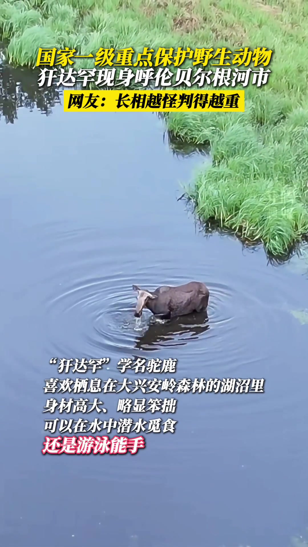 长的越怪，判的越快！国家一级重点保护野生动物犴达罕现身！