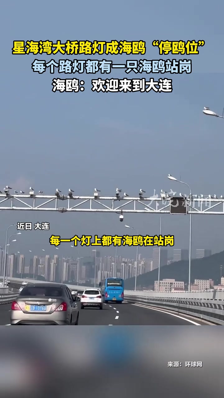 星海湾大桥路灯成海鸥“停鸥位”每个路灯都有一只海鸥站岗！