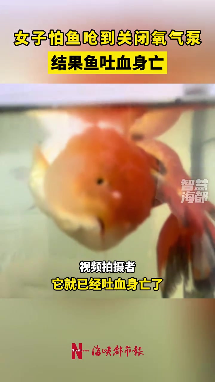 吐血身亡太逆天！你咋不把水放掉，让它坐桌子上吃呢！