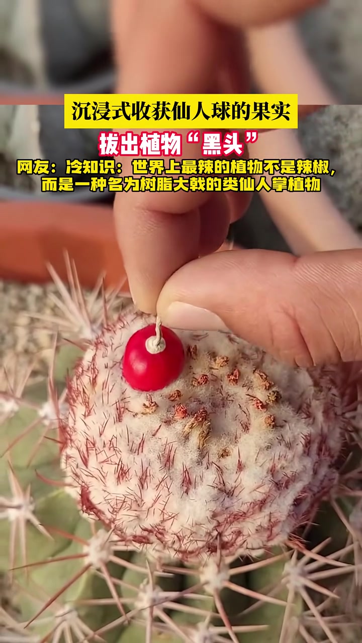 仙人掌上长辣椒难道全世界的辣的东西都长这样吗