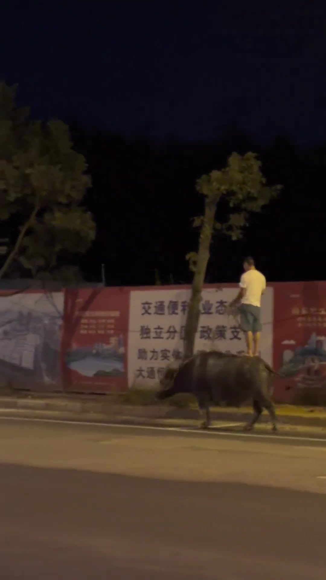 贵阳人民的松弛感，一边骑牛一边玩手机