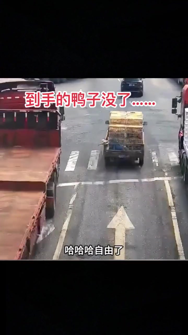 到手的鸭子又飞了