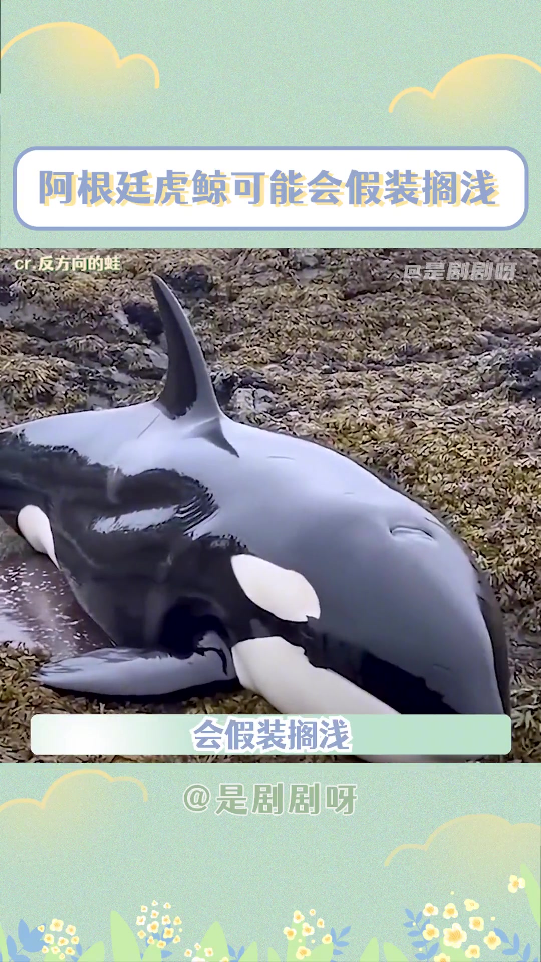 传说中你为爱甘心被搁浅，我也可以为你浅入海里面！