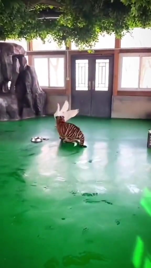 第一次看见老虎怕成这样！老虎死腿快点跑啊啊啊啊啊！