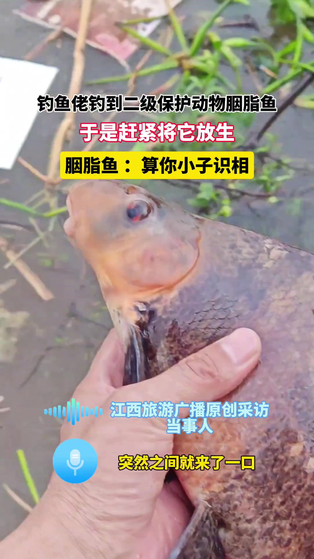 钓鱼佬的觉悟！男子钓鱼钓到国家二级保护动物，直接放生！