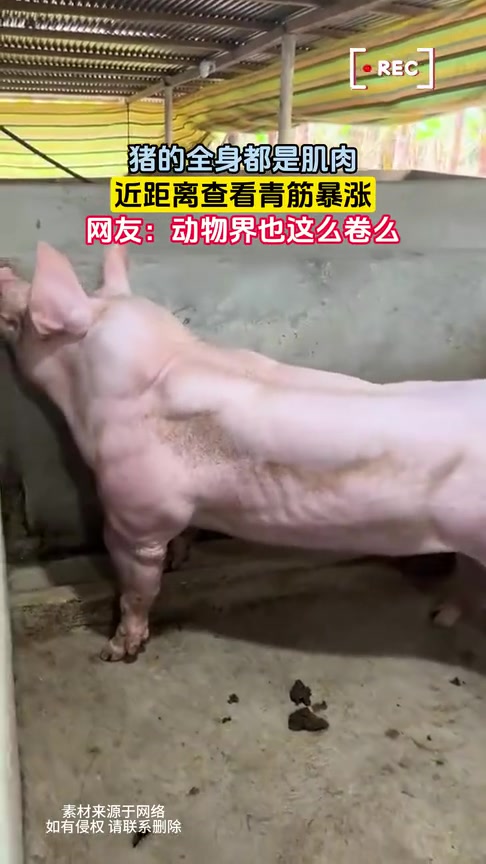 动物都在健身！！猪的全身都是肌肉，近距离查看青筋暴涨