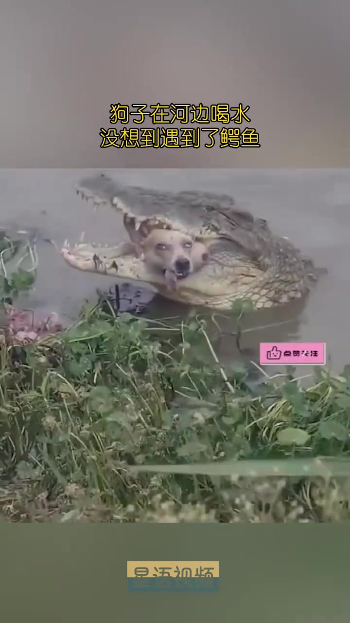狗子在河边喝水，没想到遇到了鳄鱼