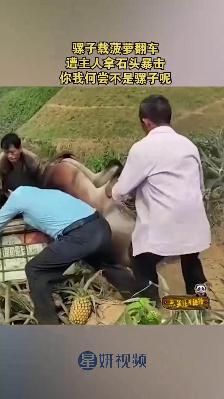 骡子载菠萝翻车，遭主人拿石头暴打！！