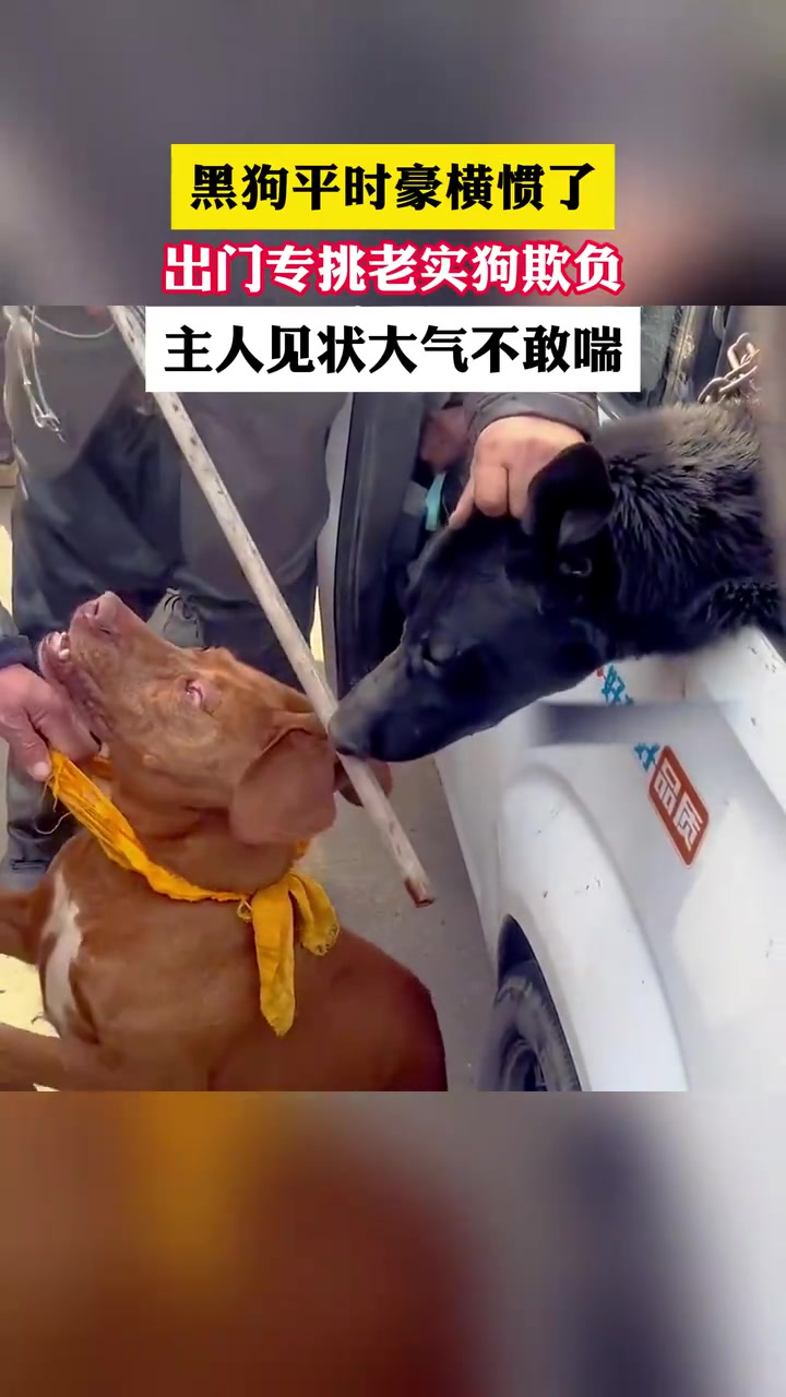 黑狗平时豪横惯了，出门专挑老实狗欺负！！
