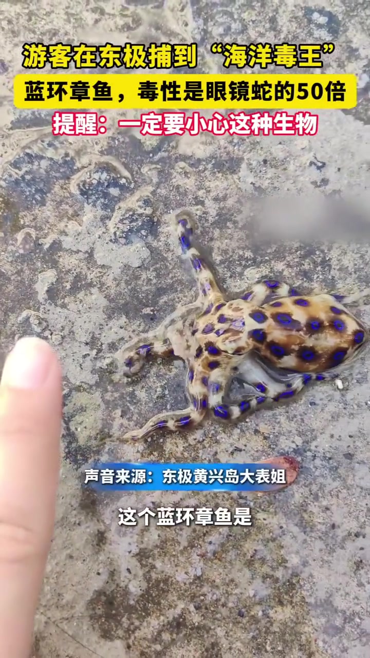 游客在东极捕到“海洋毒王”蓝环章鱼，毒性是眼镜蛇的50倍！