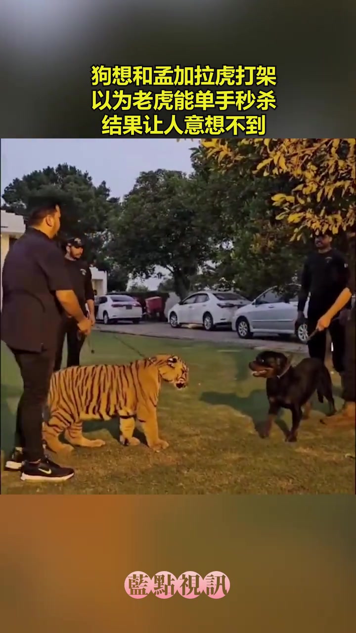 这是什么老虎，怎么这么小啊！