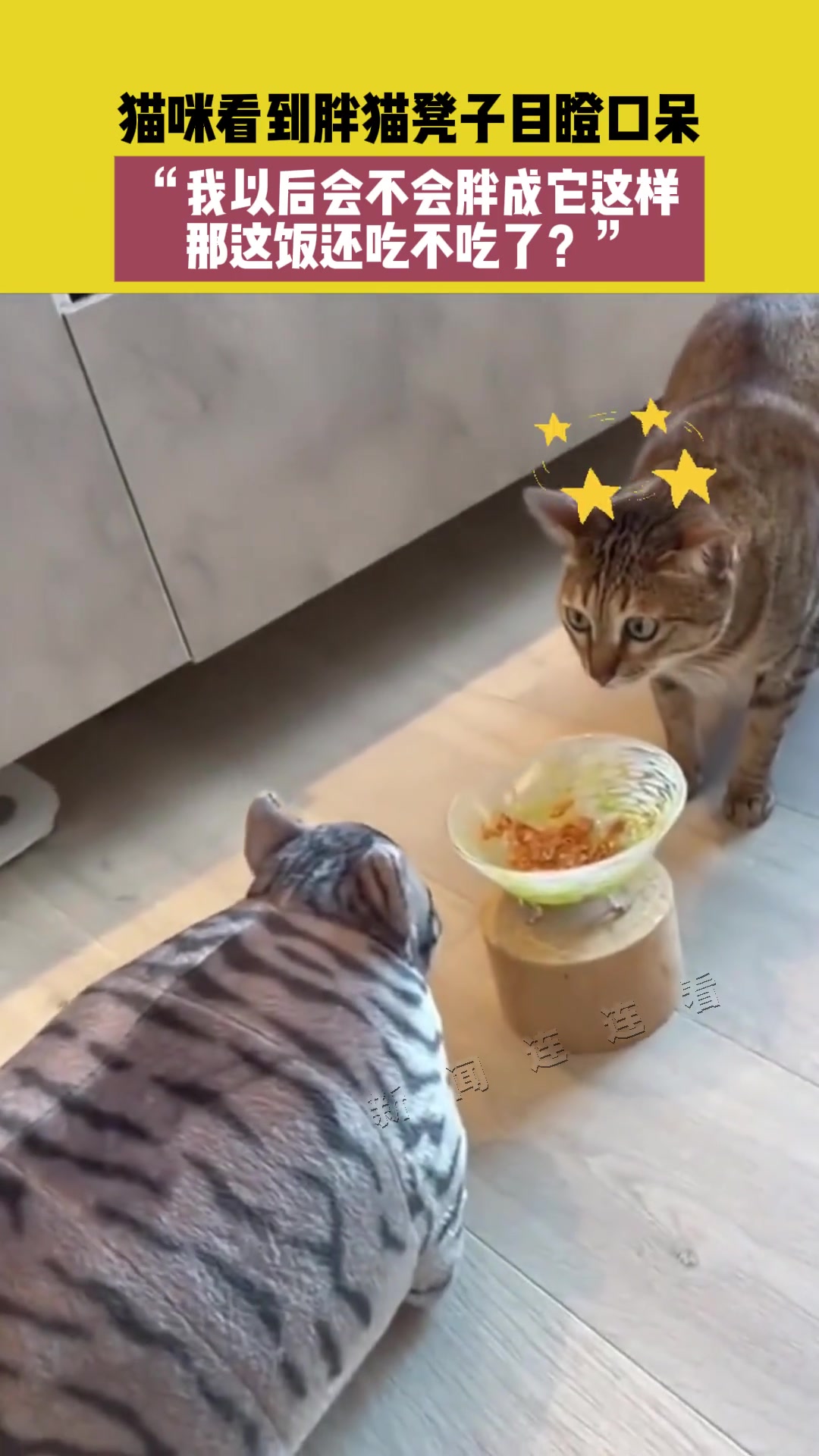 猫咪看到胖猫凳子目瞪口呆，“那这饭还吃不吃了
