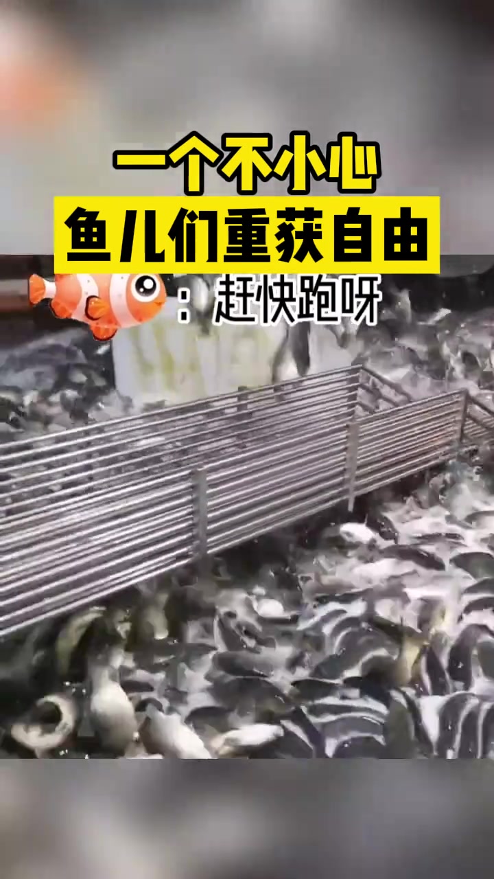 一个不小心，一天白忙活！鱼儿们重获新生