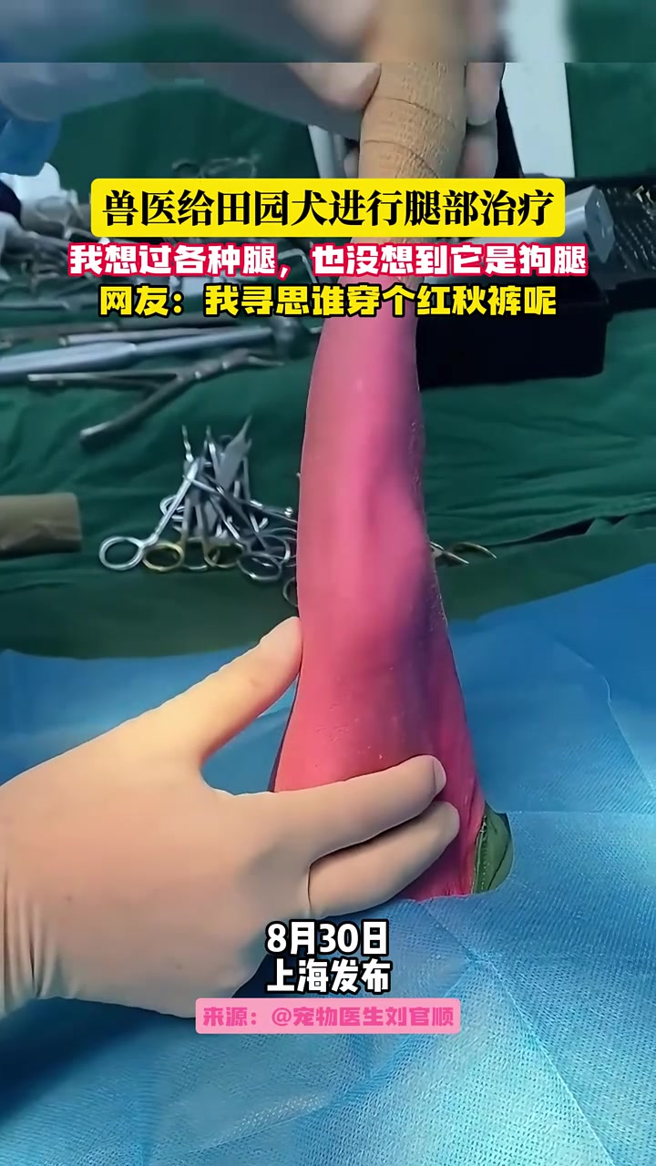 我想过各种腿，也没想到它是狗腿！以为谁穿个红秋裤呢！