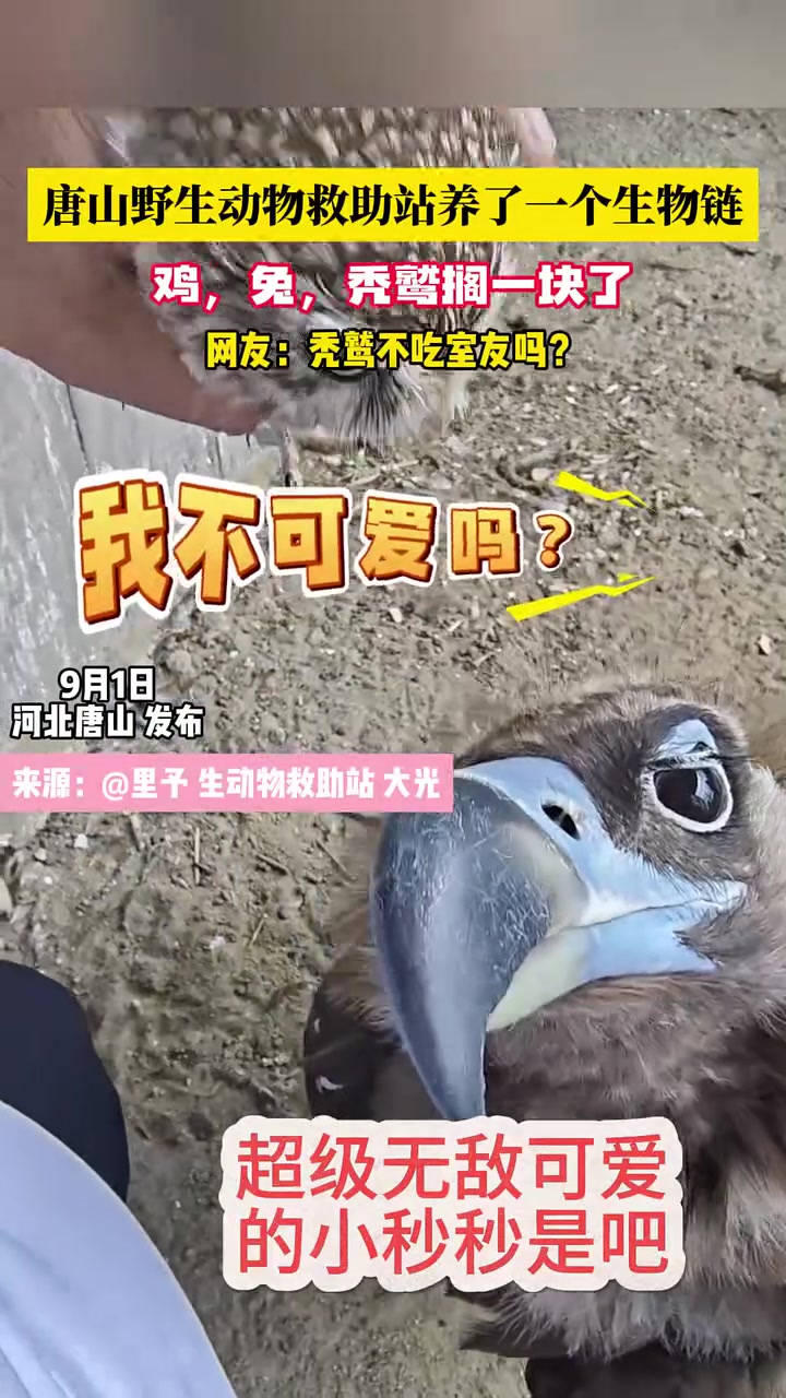 这秃鹫不吃舍友吗