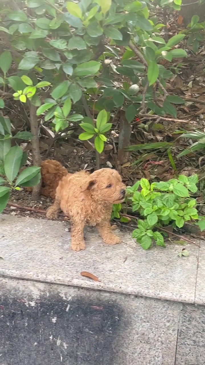 狗瘟后遗症，神经损伤了
