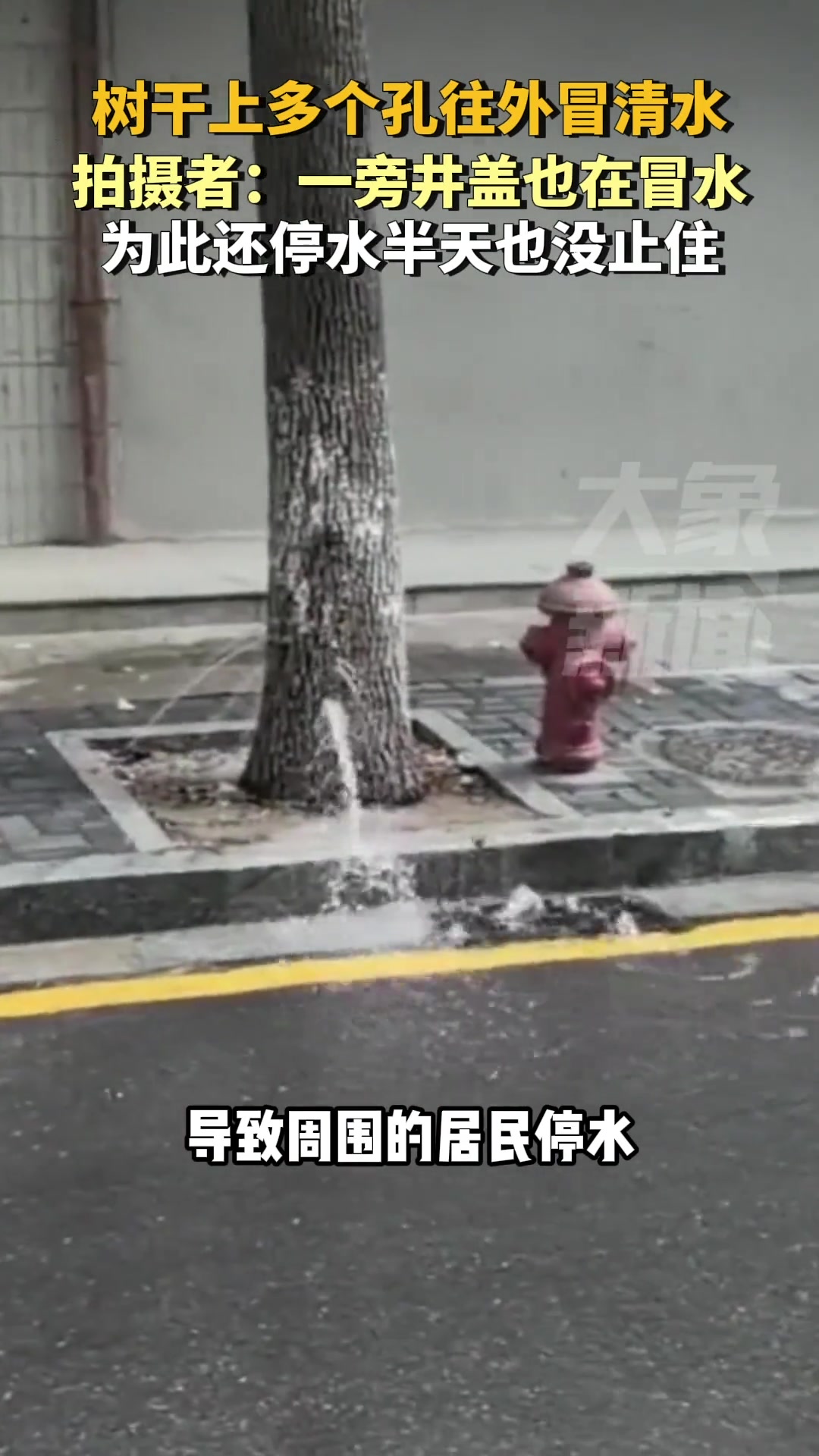 树干一直往外冒水，被用胶带缠住