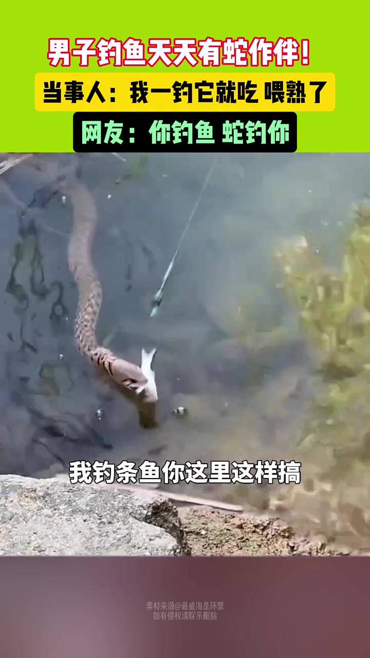 男子钓鱼天天有蛇作伴！当事人：我一钓它就吃喂熟了