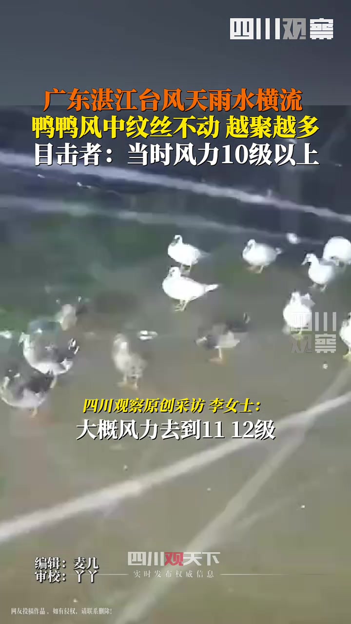 台风天鸭群稳稳站立纹丝不动涡轮增“鸭”不是盖的！