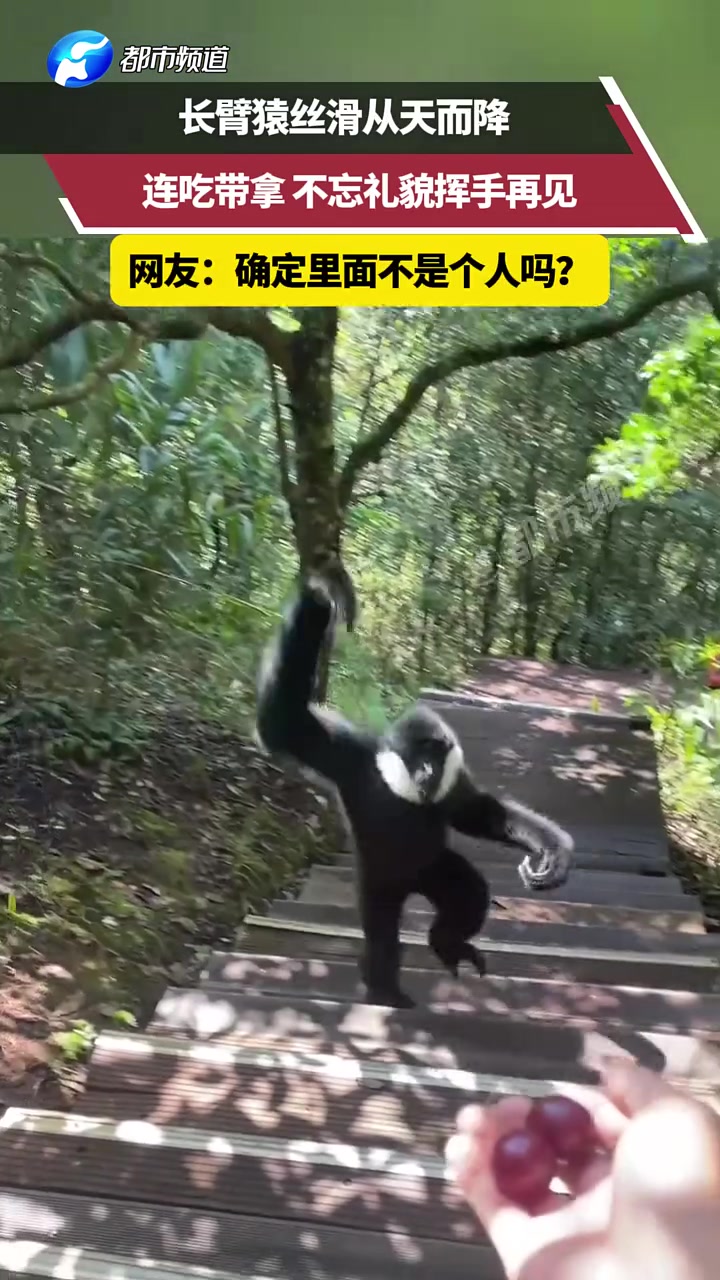 长臂猿丝滑从天而降，连吃带拿，不忘礼貌挥手再见
