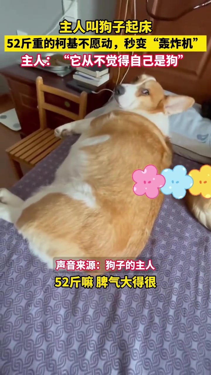 主人：我们家这只52斤的柯基从不觉得自己是狗...