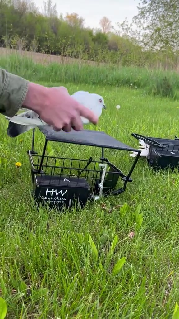 鸽子：该死的推背感