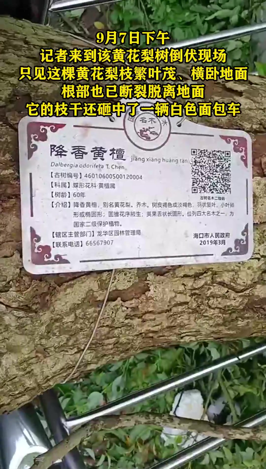 海口“花梨王”在台风中倒下，业内人士：估价可达260万元