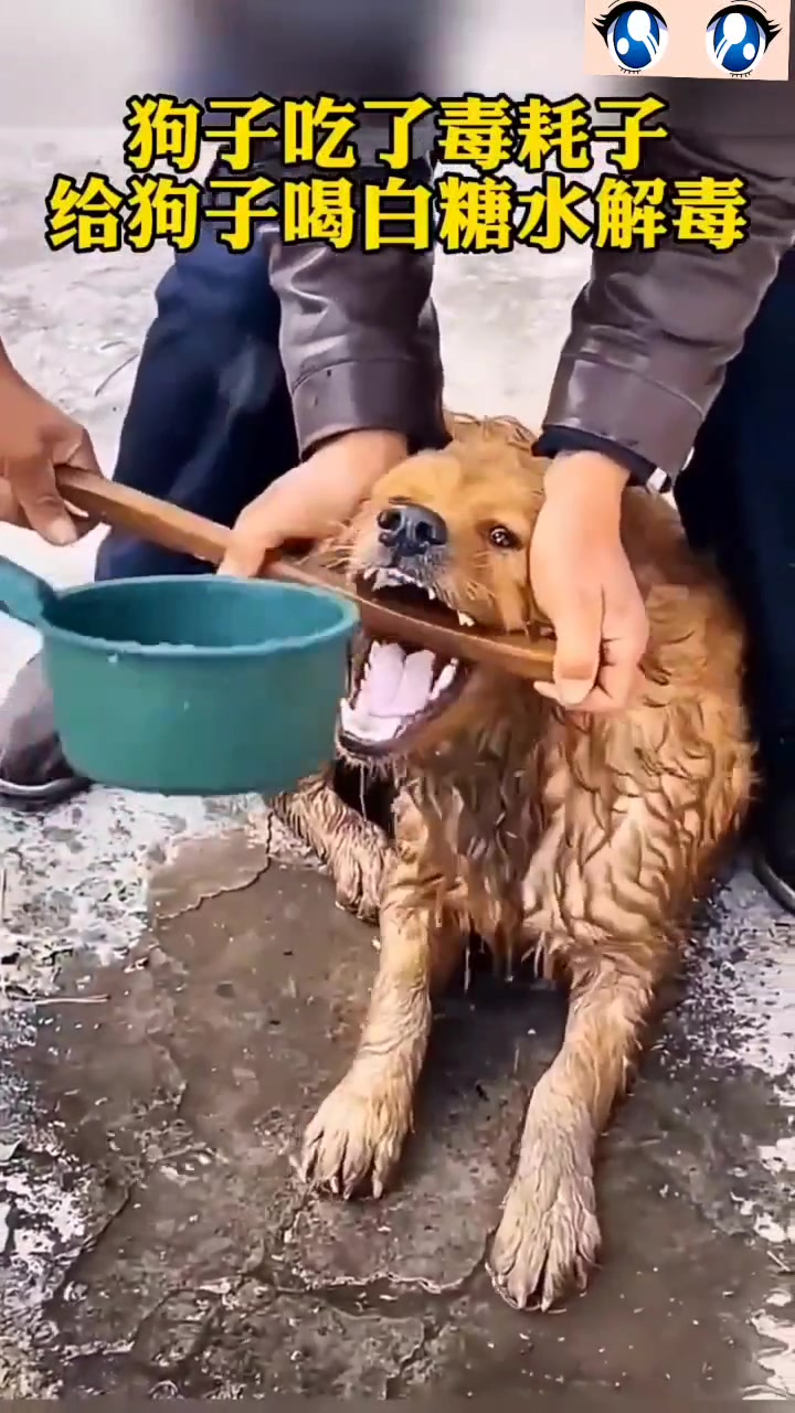 狗子吃了毒耗子，主人给狗子灌糖水解毒，有用吗！