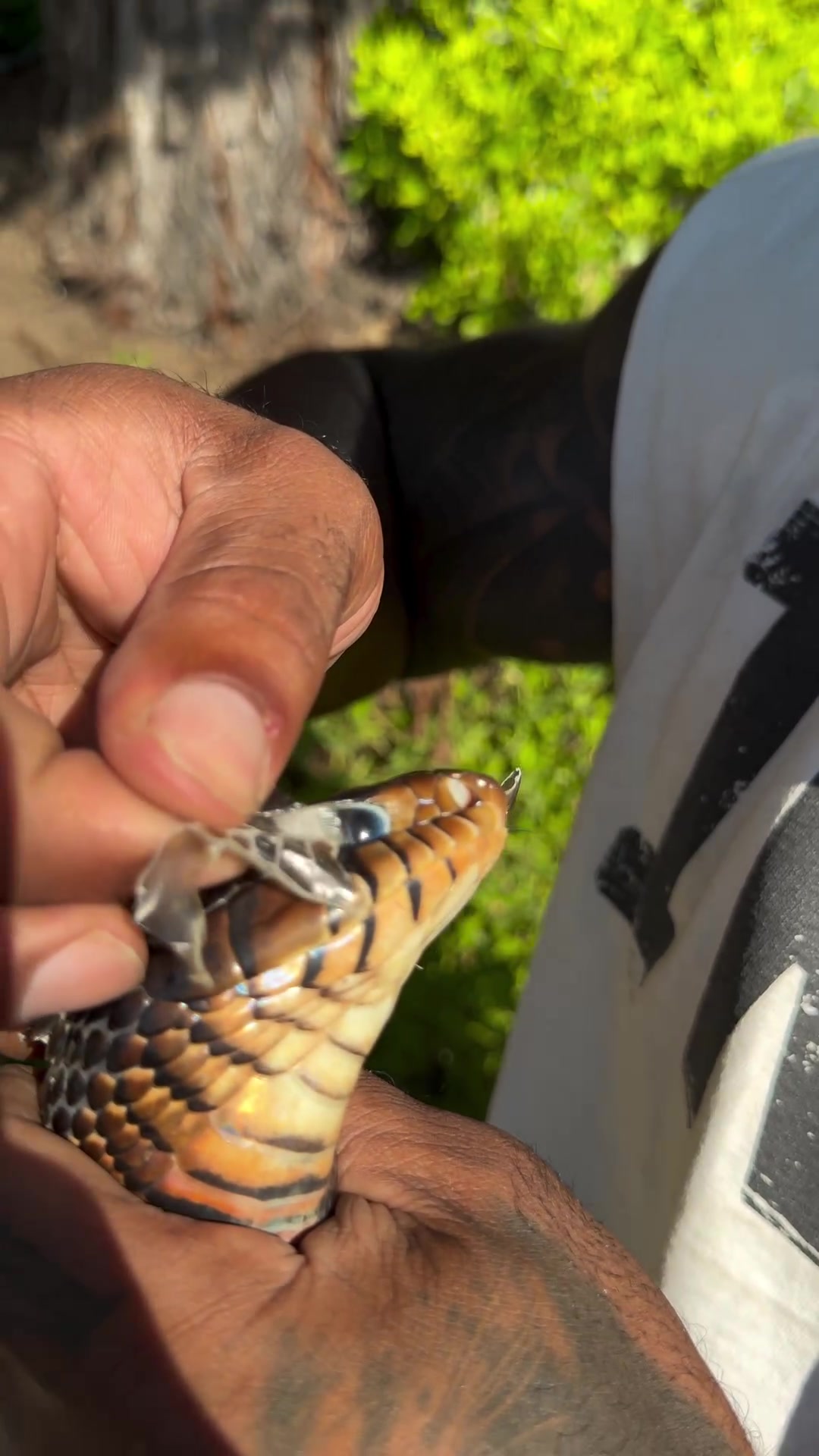 他是怎么敢手动给蛇蜕皮的！！