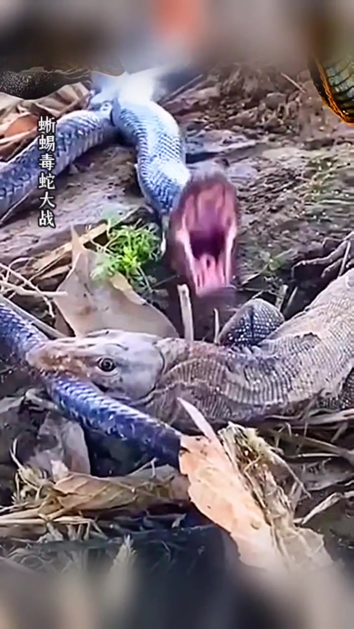 蛇蜥激战，势均力敌！！都是剧毒！